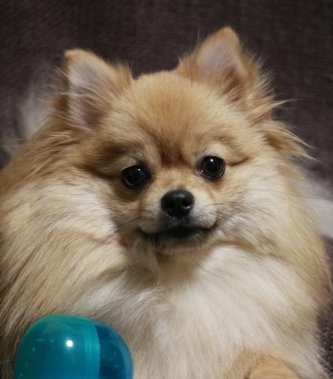 お気に入りのおもちゃ