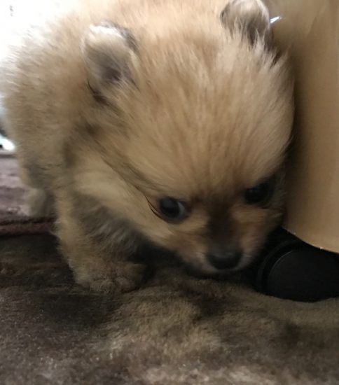 新しい家族が増えた