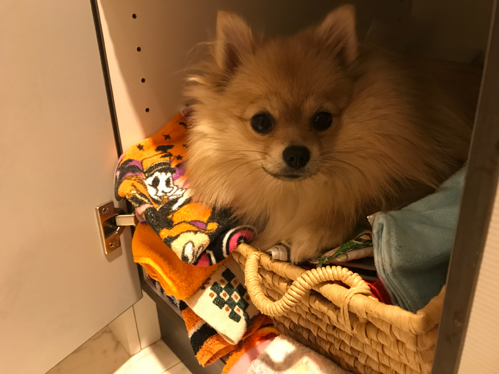 ポメラニアン