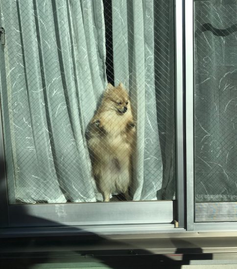 置いてかないで…