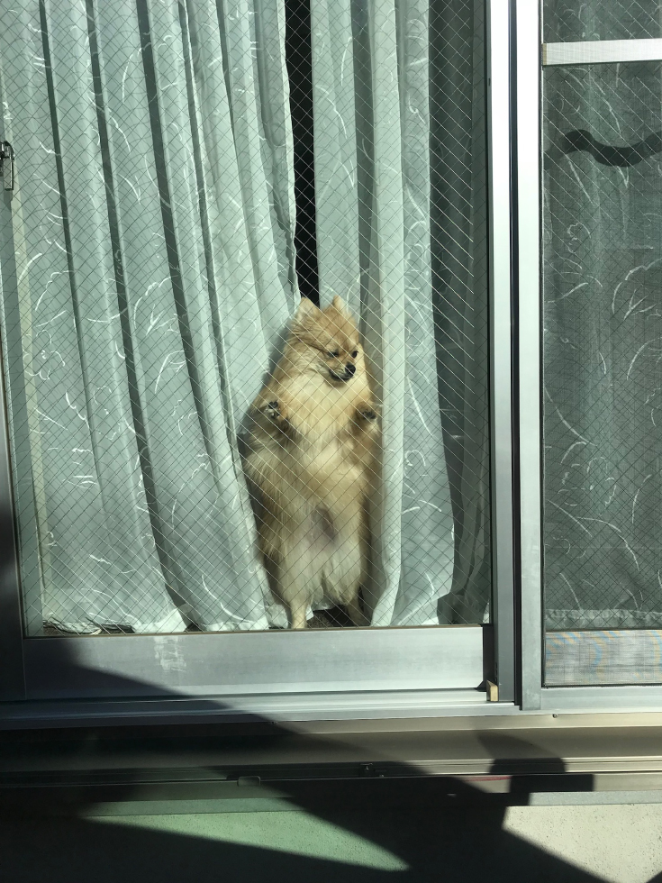 ポメラニアン