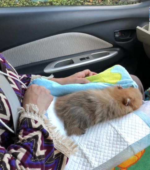 新しい家族が増えた２